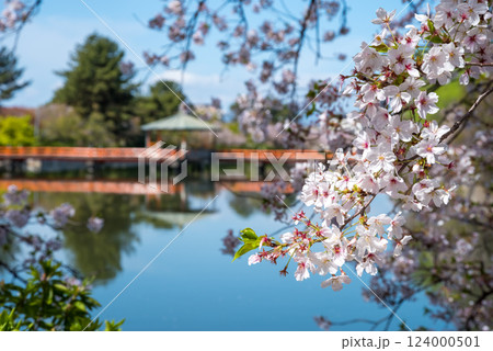 九華公園(桑名市)の桜 124000501