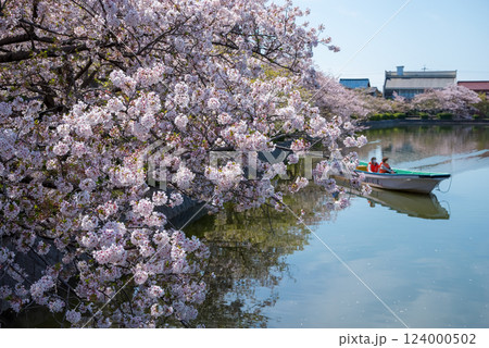 九華公園(桑名市)の桜 124000502