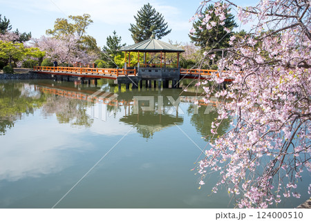 九華公園(桑名市)の桜 124000510