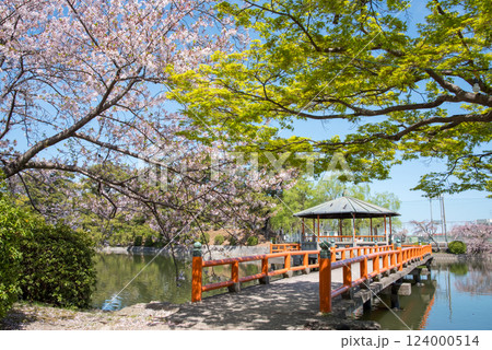 九華公園(桑名市)の桜と新緑の木 124000514