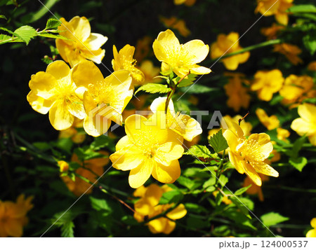 ヤマブキの花 124000537
