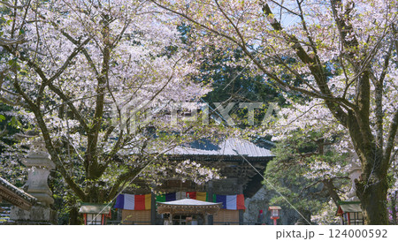 岩殿観音正法寺:桜越しの春の日差しに映える観音堂/埼玉県東松山市 岩殿観音正法寺:桜越しの春の日差しに映える観音堂/埼玉県東松山市 124000592