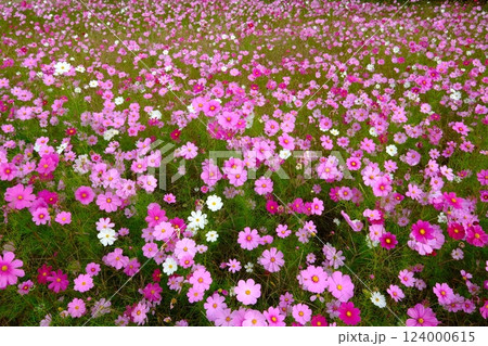 コスモス畑に活用する長岡京市の休耕田 124000615