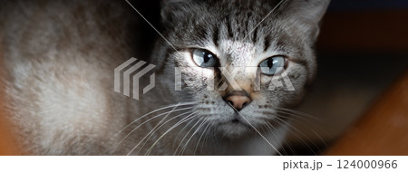 椅子の下からこちらを見つめる猫 シャムトラ猫 椅子の下からこちらを見つめる猫 シャムトラ猫 124000966