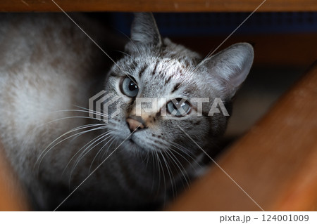 椅子の下からこちらを見つめる猫 シャムトラ猫 椅子の下からこちらを見つめる猫 シャムトラ猫 124001009
