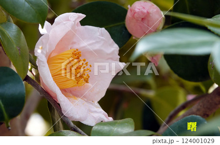 椿:曙 椿:曙 124001029