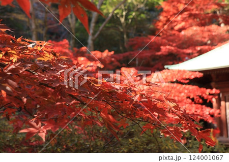 大山阿夫利神社・大山寺附近の紅葉の風景　神奈川県伊勢原市 124001067