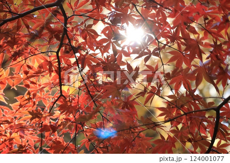 大山阿夫利神社・大山寺附近の紅葉の風景 神奈川県伊勢原市 大山阿夫利神社・大山寺附近の紅葉の風景 神奈川県伊勢原市 124001077
