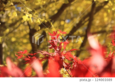 大山阿夫利神社・大山寺附近の紅葉の風景 神奈川県伊勢原市 大山阿夫利神社・大山寺附近の紅葉の風景 神奈川県伊勢原市 124001089