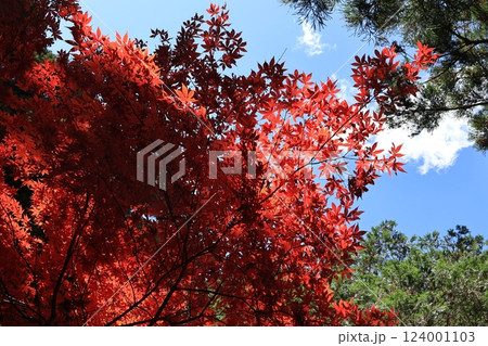大山阿夫利神社・大山寺附近の紅葉の風景 神奈川県伊勢原市 大山阿夫利神社・大山寺附近の紅葉の風景 神奈川県伊勢原市 124001103
