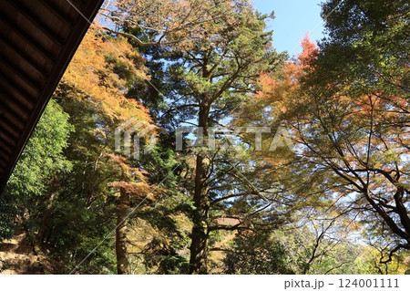 大山阿夫利神社・大山寺附近の紅葉の風景　神奈川県伊勢原市 124001111