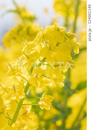 春の陽射しを浴び輝く黄色い菜の花 124001140