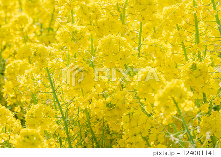 春の訪れを告げる一面黄色の菜の花 124001141