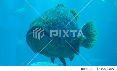 水族館 124001309