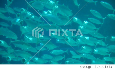 魚の群れ 124001313