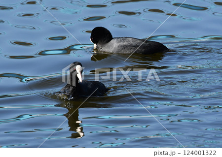 川で仲良く泳ぐ留鳥のオオバン 川で仲良く泳ぐ留鳥のオオバン 124001322
