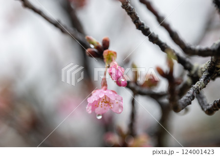 日本の岡山県倉敷市の雨の公園で見た桜 124001423