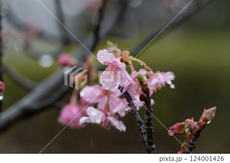 日本の岡山県倉敷市の雨の公園で見た桜 124001426