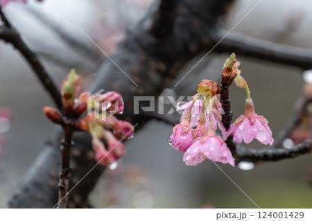 日本の岡山県倉敷市の雨の公園で見た桜 日本の岡山県倉敷市の雨の公園で見た桜 124001429