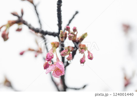 日本の岡山県倉敷市の雨の公園で見た桜 日本の岡山県倉敷市の雨の公園で見た桜 124001440