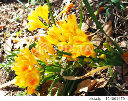 フリージアの花 124001470