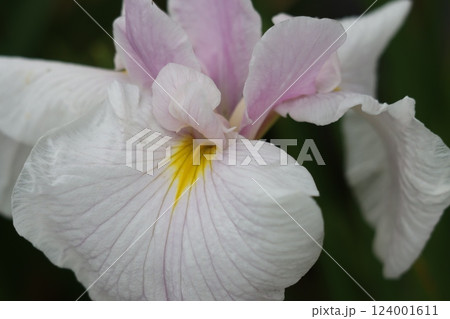 咲き誇る花ショウブの豪華な花姿ー参 124001611