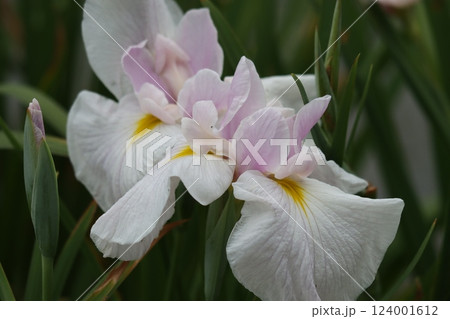 咲き誇る花ショウブの豪華な花姿ー四 咲き誇る花ショウブの豪華な花姿ー四 124001612