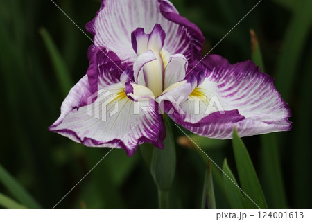 咲き誇る花ショウブの豪華な花姿ー五 124001613