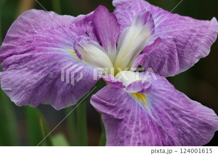 咲き誇る花ショウブの豪華な花姿ー七 咲き誇る花ショウブの豪華な花姿ー七 124001615