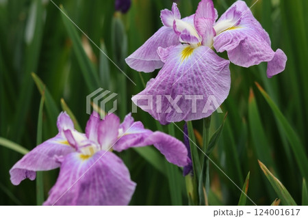 咲き誇る花ショウブの豪華な花姿ー九 咲き誇る花ショウブの豪華な花姿ー九 124001617
