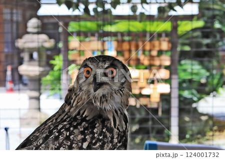 神社の境内で飼育される黄色い虹彩のシマフクロウ 124001732