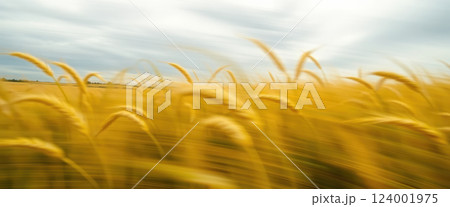 Wheat field, blurred wide image 124001975