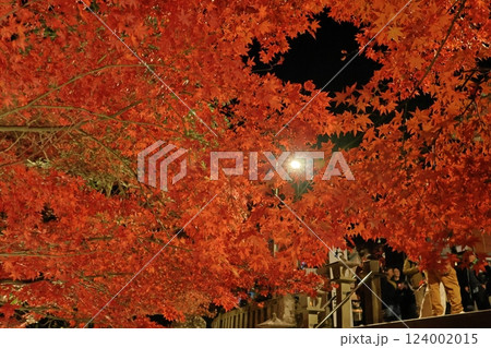 大山阿夫利神社・大山寺付近で紅葉シーズンのライトアップ　夜景　神奈川県伊勢原市 124002015