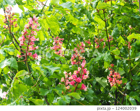 ベニバナトチノキの花 124002039