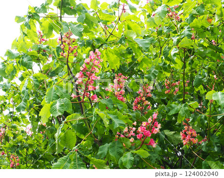 ベニバナトチノキの花 124002040