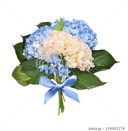Blue  and cream hydrangea flowers in a small bouquet  with blue satin bow isolated 124002174