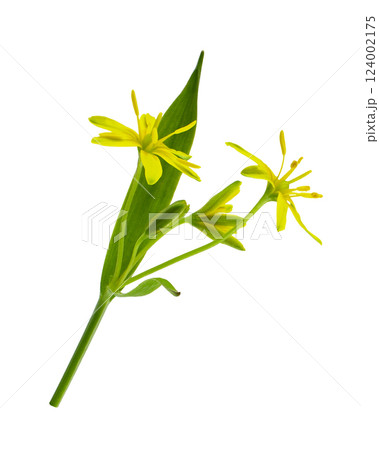 Closeup of yellow Gagea lutea flowers, bud and leaf isolated 124002175