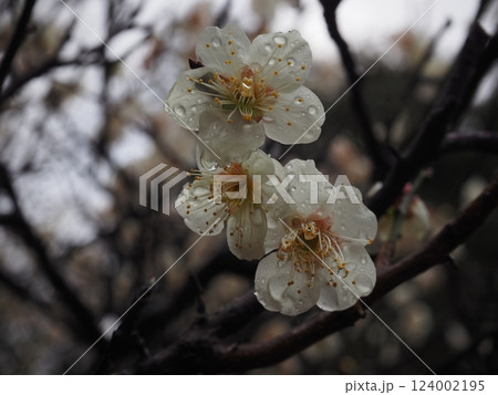 雨露が残る梅の花 雨露が残る梅の花 124002195