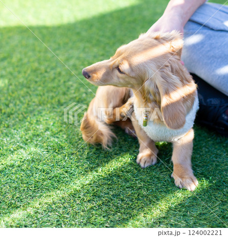 庭で遊ぶ成犬　カニンヘンダックスフンド 124002221