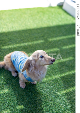 庭で遊ぶ成犬　カニンヘンダックスフンド 124002231
