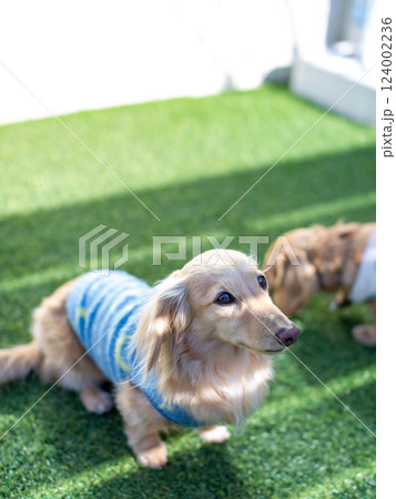 庭で遊ぶ成犬　カニンヘンダックスフンド 124002236