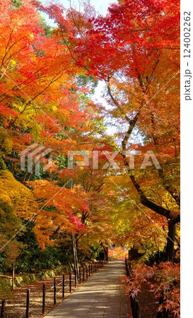秋の粟生光明寺の薬医門の参道 秋の粟生光明寺の薬医門の参道 124002262