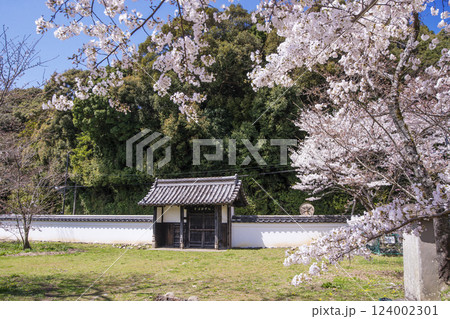 オヤネザクラ 旧豊宮崎文庫 伊勢神宮外宮に隣接した桜の名所 オヤネザクラ 旧豊宮崎文庫 伊勢神宮外宮に隣接した桜の名所 124002301