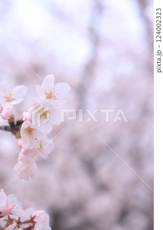 さくら9732 124002323