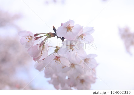 さくら9757 124002339