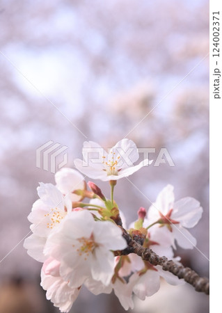 さくら9815 さくら9815 124002371