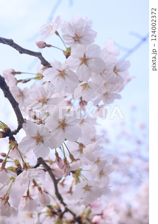 さくら9819 124002372