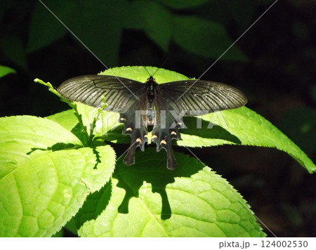 葉の上で休むジャコウアゲハ 124002530