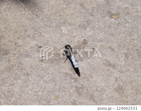 シオカラトンボ 124002531