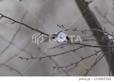 シマエナガ 124002588